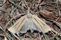 Ancylolomia tentaculella