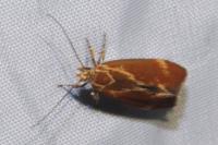 Metalampra italica