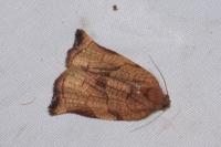Archips podana