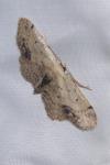 Idaea dimidiata