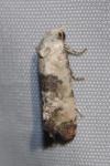 Cochylis posterana