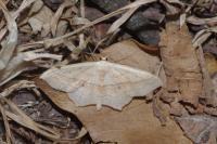 Scopula imitaria