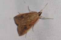 Udea ferrugalis