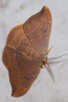 Watsonalla binaria