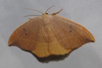 Watsonalla binaria