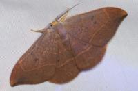 Watsonalla binaria