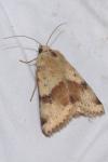 Heliothis viriplaca