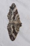 Epirrhoe alternata