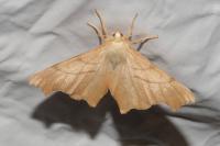 Ennomos erosaria