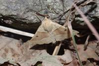 Crocallis elinguaria