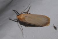 Katha depressa