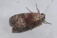 Phycita roborella