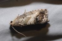 Cydia splendana