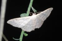 Idaea aversata