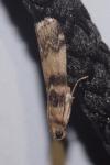 Euzophera pinguis