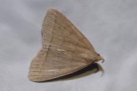 Zanclognatha lunalis