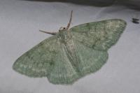 Pseudoterpna pruinata