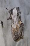 Harpyia milhauseri