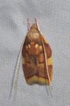 Carcina quercana