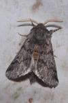 Thaumetopoea pityocampa