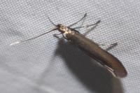 Coleophora alcyonipennella/frischella