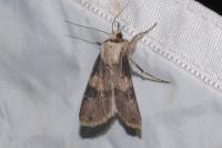 Agrotis puta