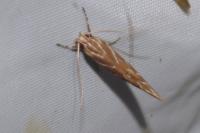 Pyroderces argyrogrammos