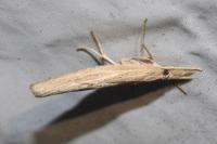 Pediasia contaminella