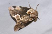 Thyatira batis