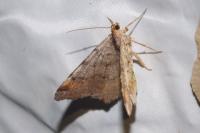 Macaria liturata