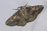 Cleorodes lichenaria