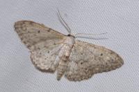 Idaea seriata