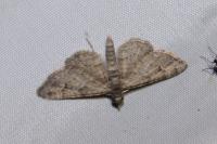 Gymnoscelis rufifasciata