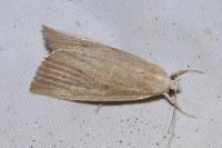 Calamotropha paludella