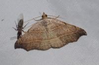 Laspeyria flexula