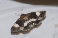 Tyta luctuosa