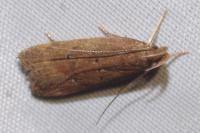 Helcystogramma lutatella