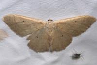 Idaea straminata