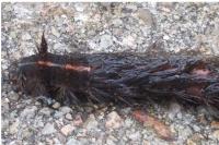 Spilosoma lubricipeda