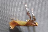 Caloptilia alchimiella