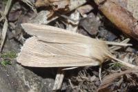 Mythimna pallens