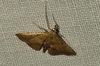 Endotricha flammealis