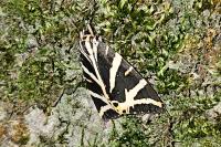 Euplagia quadripunctaria