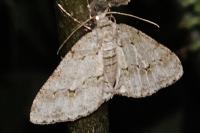 Ectropis crepuscularia