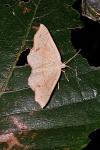 Cyclophora punctaria