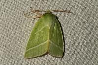 Pseudoips prasinanus