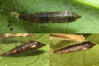 Bedellia somnulentella