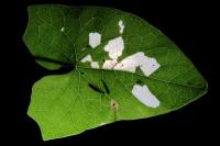 Bedellia somnulentella