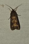 Agrotis ipsilon