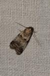 Acrobasis fallouella/glaucella